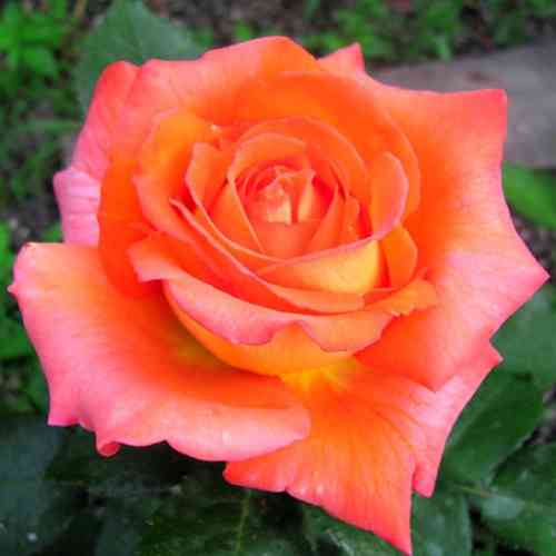 Саженцы роз Магдалена (привитый) - 2-летний Черновцы