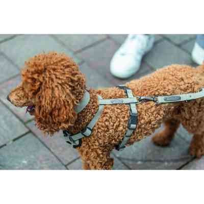 Шлея для собак Trixie CityStyle H-harness Бавовна XS–S 30–44 см 10 мм Світло-сіра (4053032682603) Вінниця