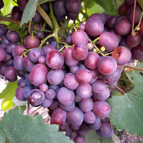 Cаджанці винограду Бузковий Туман (черенкований) - 2-річний Чернівці