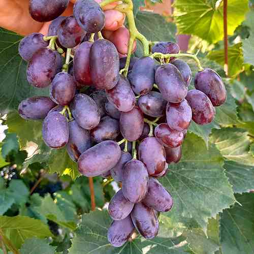 Саженцы винограда Джованни (черенкованный) - 2-летний Черновцы