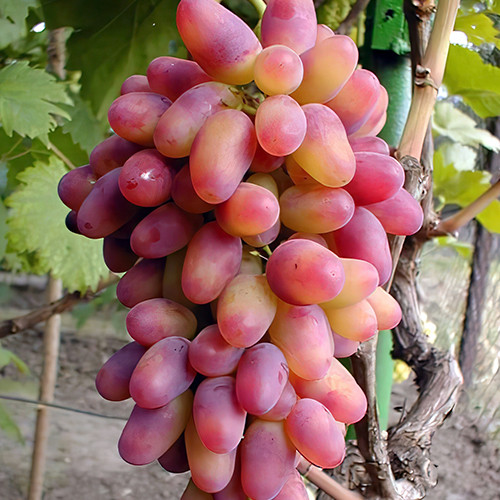 Саженцы винограда Арочный (черенкованный) - 2-летний Черновцы - изображение 1