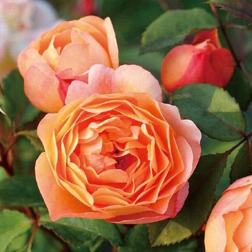 Саджанці троянд Леді Оф Шалот (привитий) - 2-річний Чернівці - фото 1