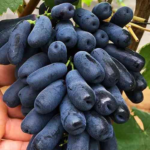 Cаджанці винограду Сапфір (черенкований) - 1-річний Чернівці