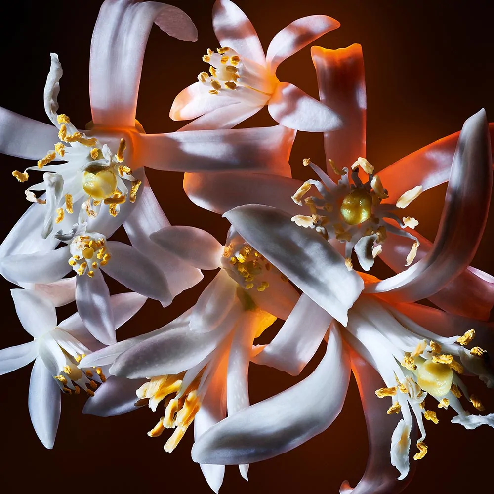 Парфюмированная вода Yves Saint Laurent Libre Flowers & Flames Славянск - изображение 7