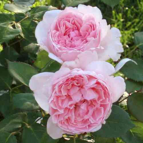 Саджанці троянд Герцогиня Крістіана (привитий) - 2-річний Чернівці