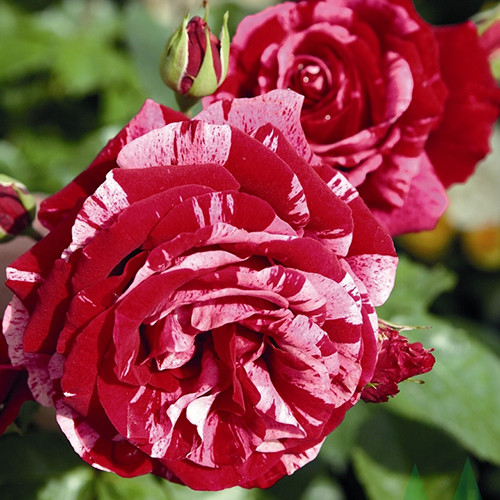 Саженцы роз Дип Импрешн (привитый) - 2-летний Черновцы - изображение 1