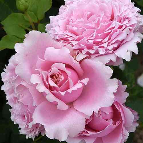 Саджанці троянд Софі Роша (привитий) - 2-річний Чернівці