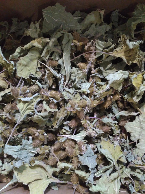 Нетреба звичайна (Дурнишник обыкновенный) 100г master sem Киев - изображение 4