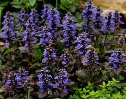 Живучка повзуча (Живучка ползучая)100г master sem Киев - изображение 1