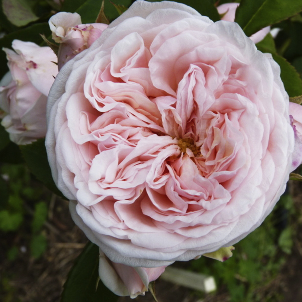 Саджанці англійських піоноподібних троянд Клерк Роуз (привитий) Чернівці - фото 2