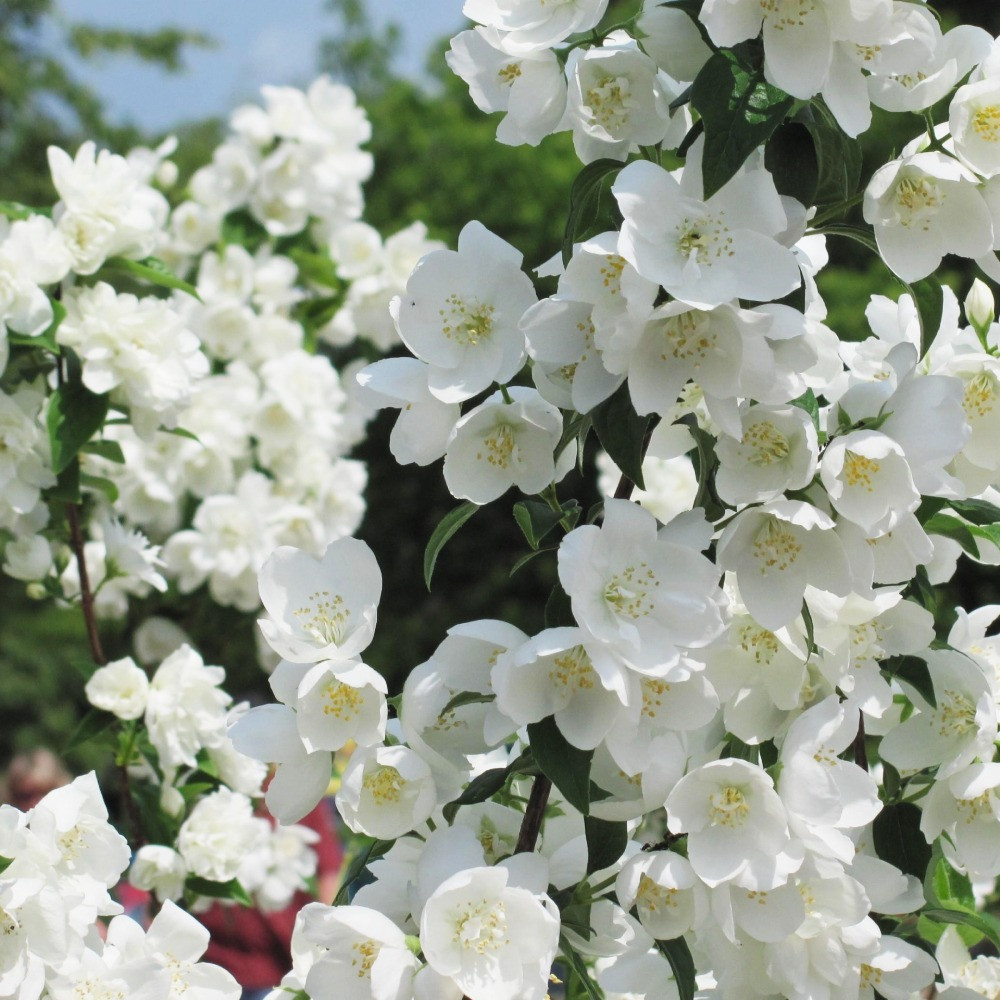 Саженцы жасмина Обычный (черенкованный) Черновцы - изображение 1