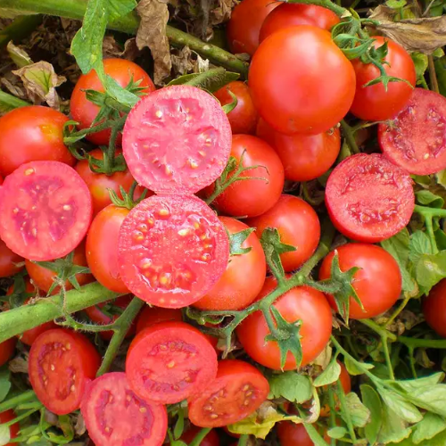 Томат Уно Россо F1 кущовий 100шт Професійне насіння Житомир