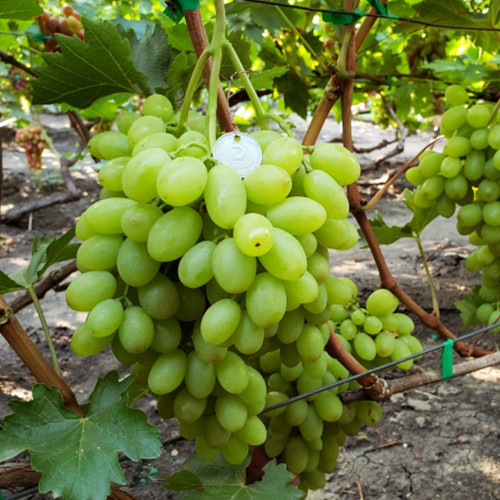 Саженцы винограда Эльвира (черенкованный) - 2-летний Черновцы - изображение 1