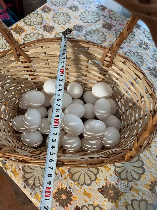 Корзина плетеная вместительная | корзина из лозы с высокими ручками |плетеная корзина Киев - изображение 6