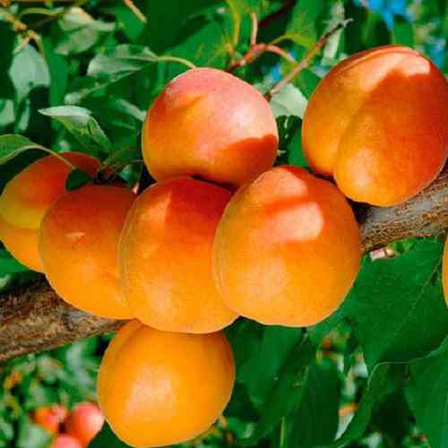 Саженцы абрикоса Фаркло (привитый) - 1-летний Черновцы