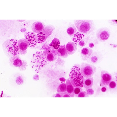 Набор микропрепаратов Bresser Histology 30 шт (5985000) (931505) Винница - изображение 2