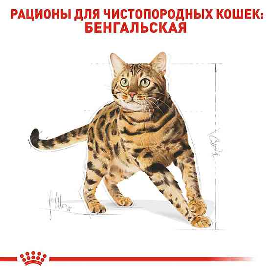 Роуал Canin Bengal Adult (Рояв Канін Бенгал) сухий корм для котів бенгальська від 12 місяців 2 кг. Запоріжжя