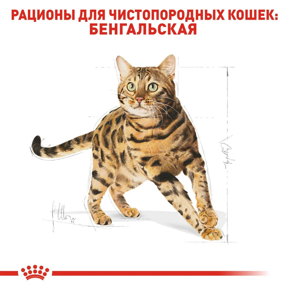 Роуал Canin Bengal Adult (Рояв Канін Бенгал) сухий корм для котів бенгальська від 12 місяців 2 кг. Запоріжжя - фото 5