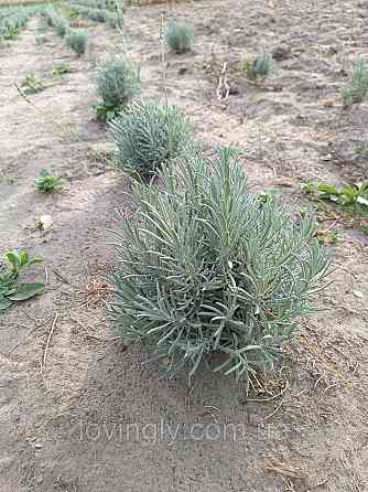 Дворічний кущик лавандину білого кольору  Едельвейс Edelweiss  діаметр до 20 см Ірпінь