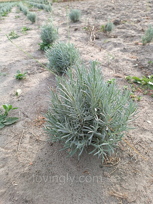 Дворічний кущик лавандину білого кольору  Едельвейс Edelweiss  діаметр до 20 см Ірпінь - фото 3