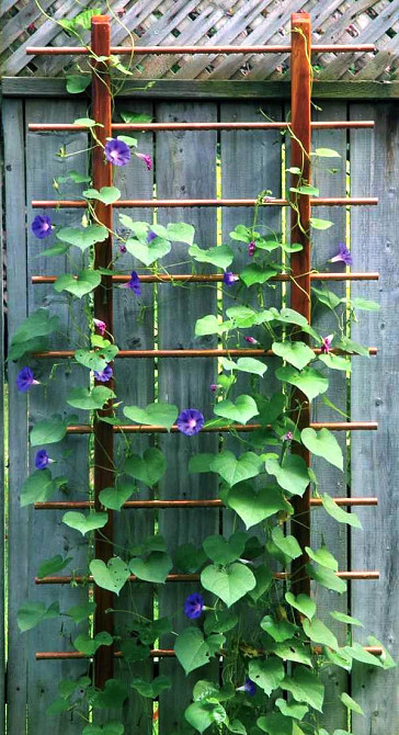 Шпалера садовая 