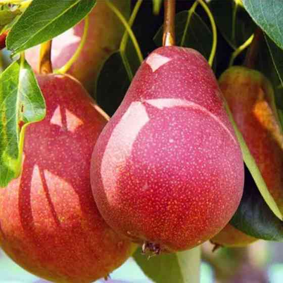 Саженцы груши Блютберне (привитый) - 2-летний Черновцы