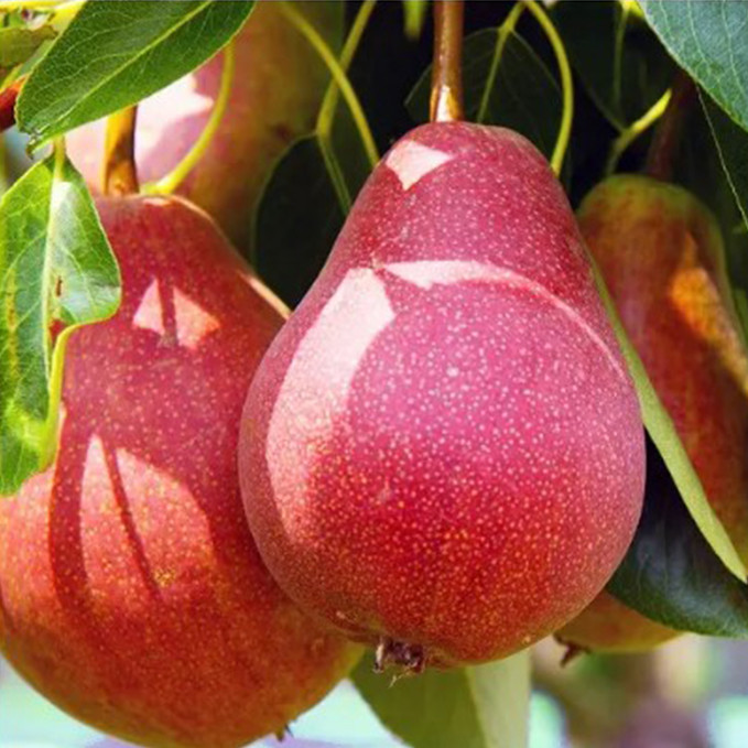 Саджанці груші Блютберне (привитий) - 2-річний Чернівці - фото 1