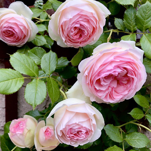 Саджанці троянд Міні П'єр Де Ронсар (привитий) - 2-річний Чернівці - фото 1