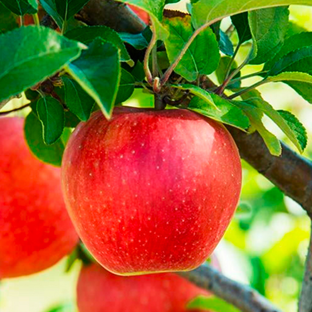 Саженцы яблони Евелина (привитый) - 1-летний Черновцы - изображение 3