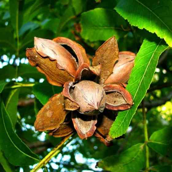 Саженцы пекана Mohawk (Мохав) - 2-летний Черновцы