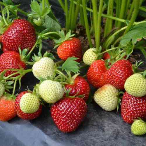 Саджанці полуниці Вівара (ремонтантна) - 1-річний Чернівці