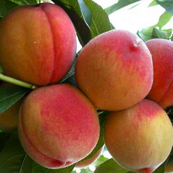 Саженцы колоновидного персика Тотем Садовода (привитый) - 2-летний Черновцы