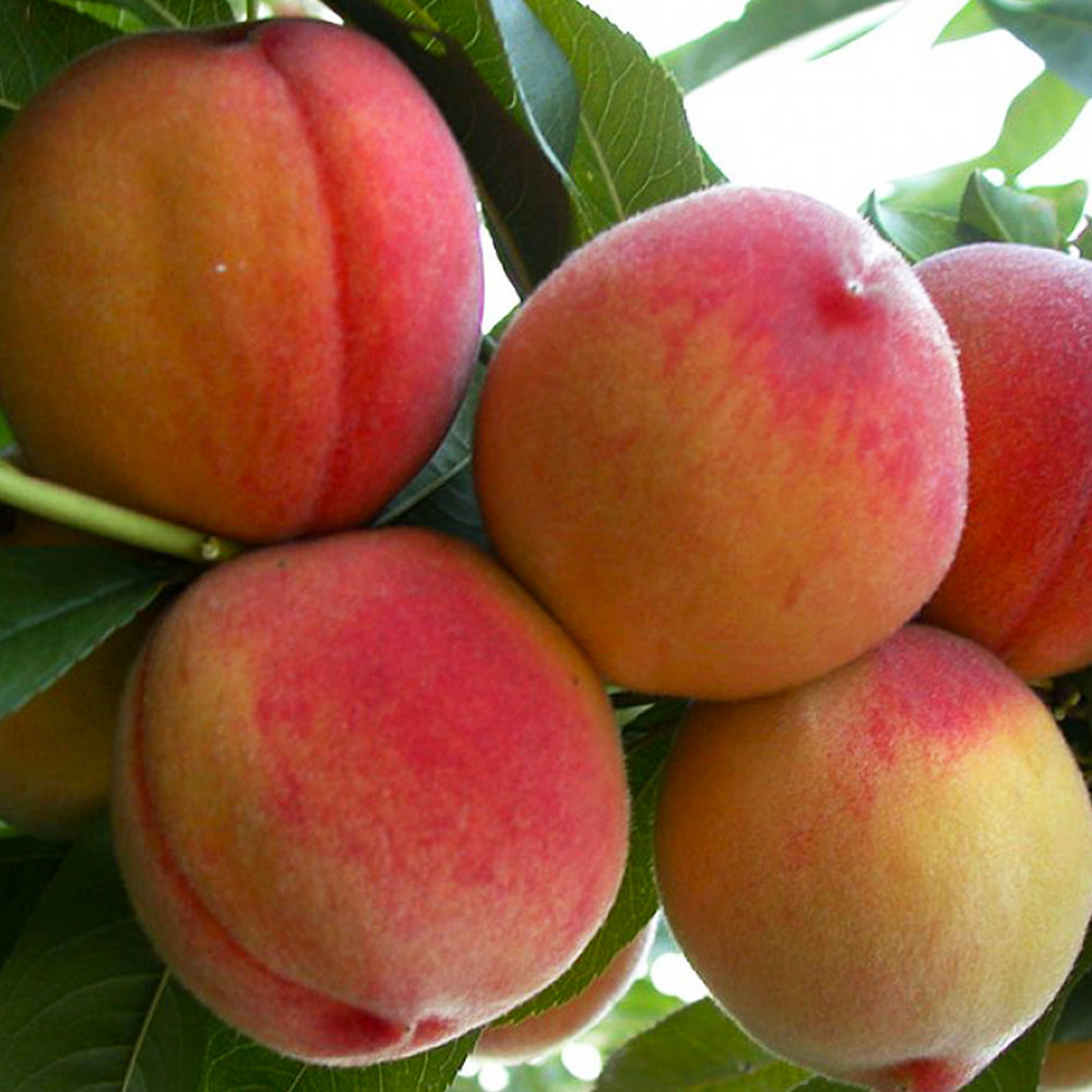 Саженцы колоновидного персика Тотем Садовода (привитый) - 2-летний Черновцы - изображение 3