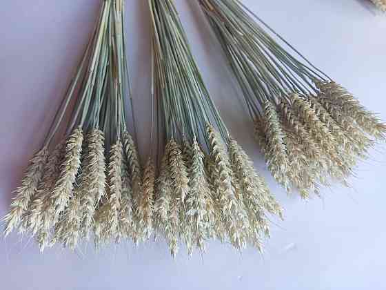 Колоски безостої пшениці 7-9 см Днепр