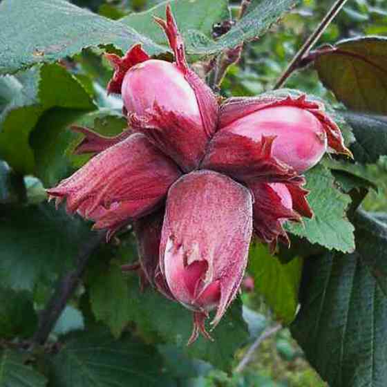 Саженцы фундука Сирена - 2-летний Черновцы