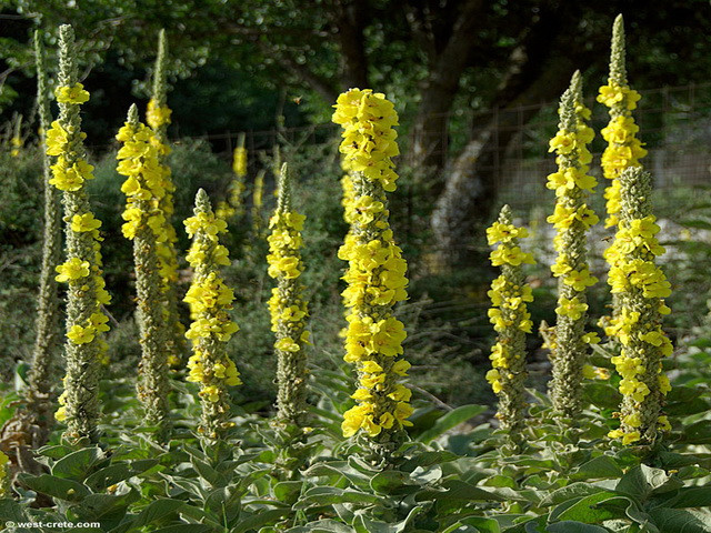 Дивина скіпетровидна (Коровяк скипетровидный) (трава) 100г master sem Киев - изображение 1