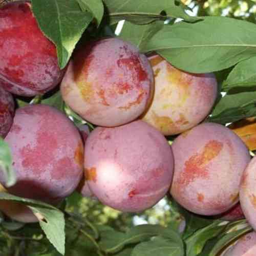 Саджанці сливи Улюблениця Султана (привитий) - 2-річний Чернівці