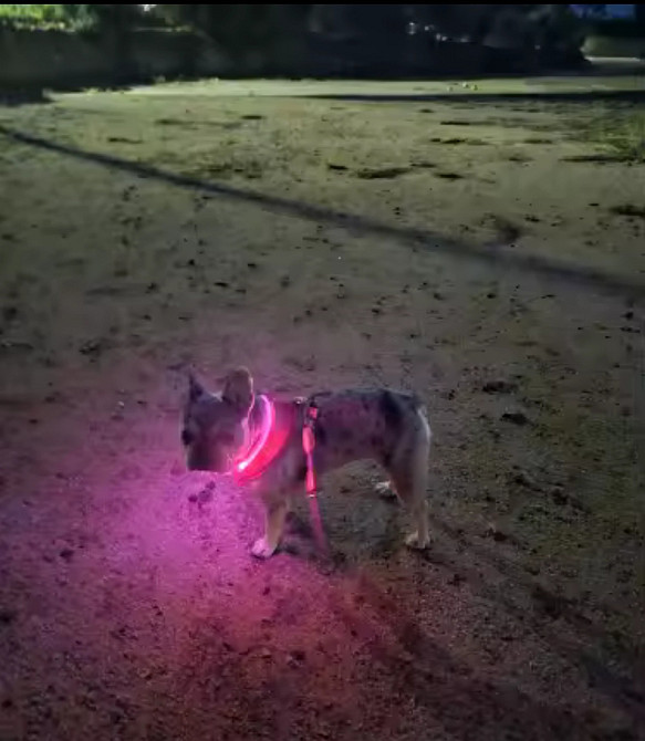 Светящийся ошейник для собак или котов с USB зарядкой имеет три режима свечения М 50 см розовый Киев - изображение 3