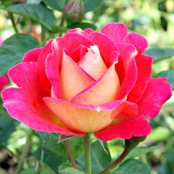 Саженцы плетистых роз Павлиний Глаз (привитый) Черновцы