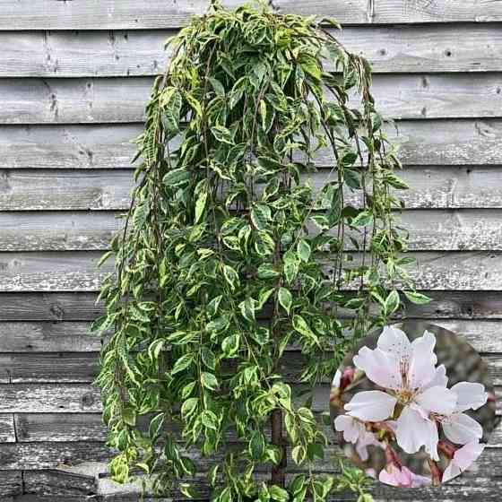 Саджанці сакури на штамбі Пестролиста (привитий) Чернівці