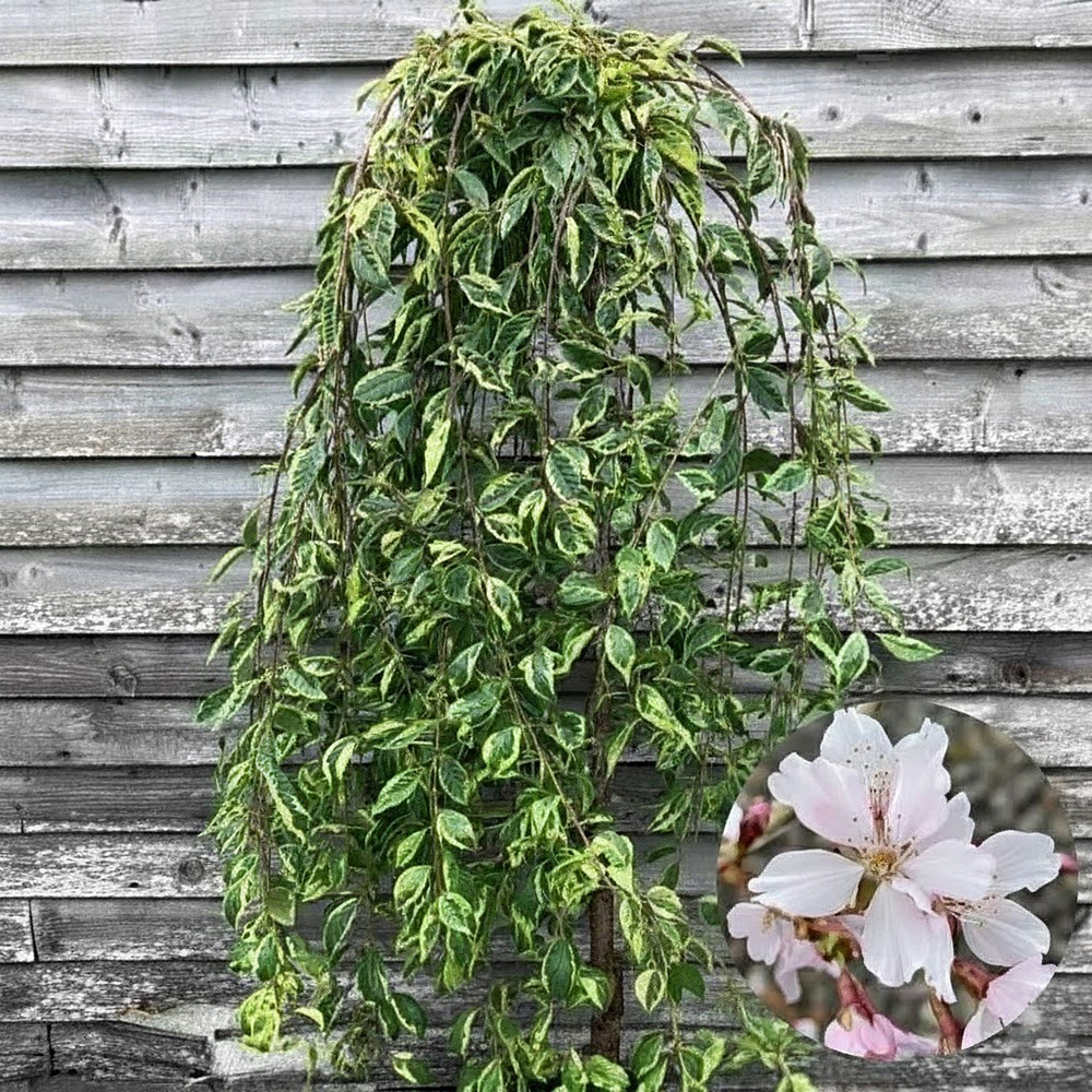 Саджанці сакури на штамбі Пестролиста (привитий) Чернівці - фото 1