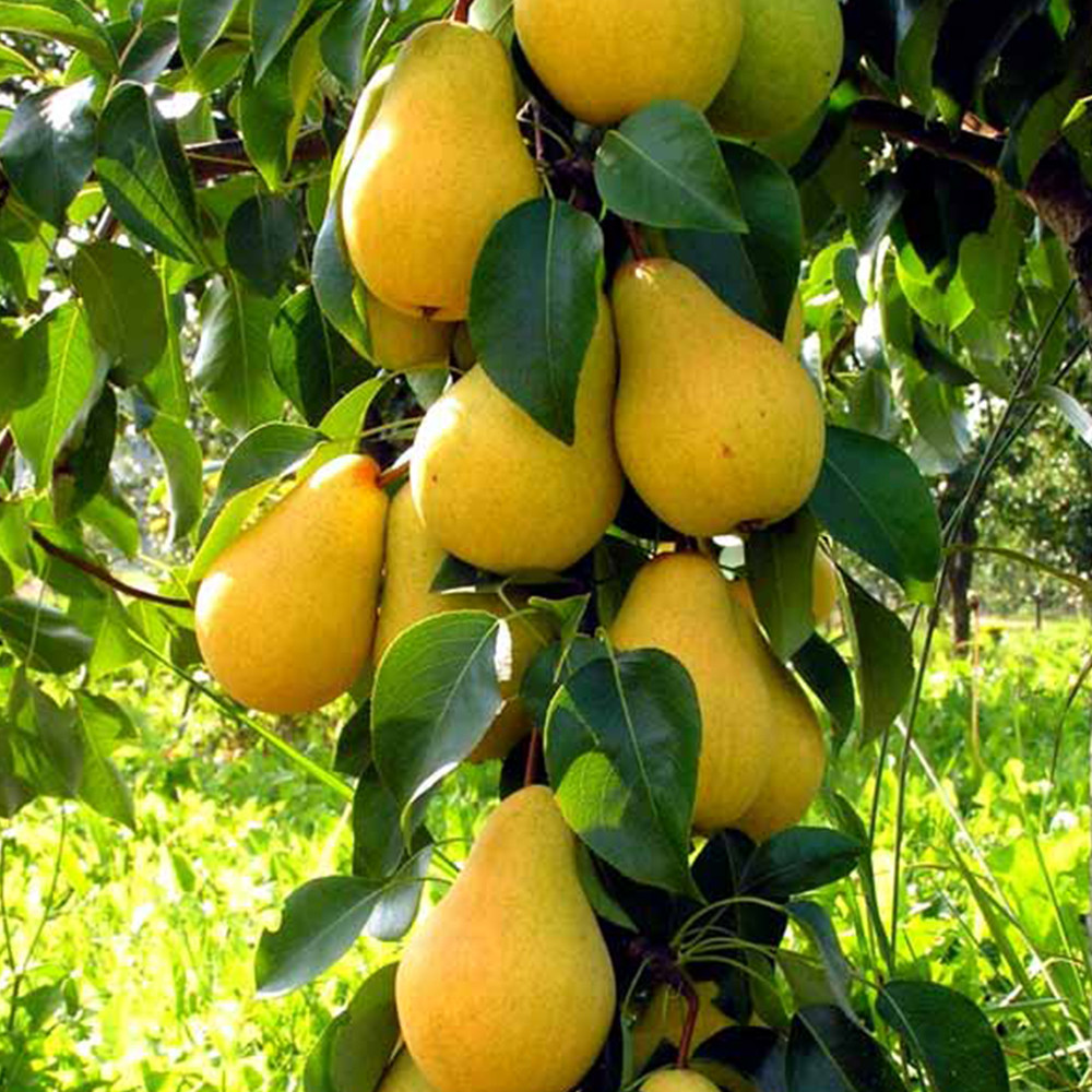 Саджанці колоновидної груші Декора (привитий) Чернівці - фото 1