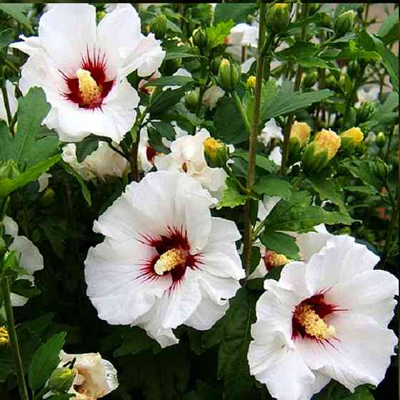 Саженцы гибискуса Сирийский Белый (черенкованный) - 2-летний Черновцы