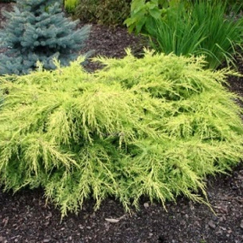 Саджанці ялівцю Кінг оф Спрінг (черенкований) - 3-річний Чернівці - фото 1