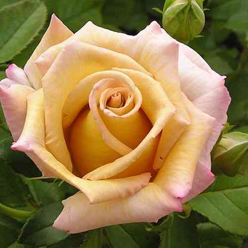 Саджанці троянд Мішель Друкер Голд (привитий) - 2-річний Чернівці