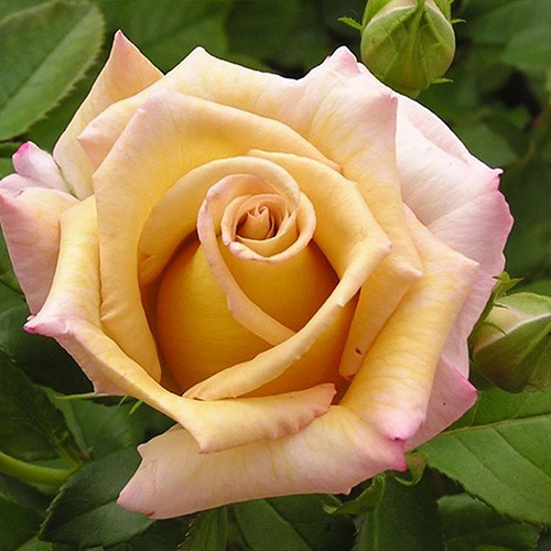 Саженцы роз Мишель Друкер Голд (привитый) - 2-летний Черновцы - изображение 1