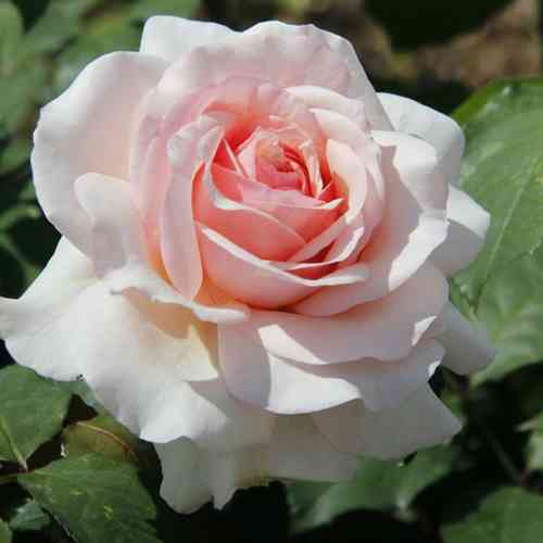 Саджанці троянд Роберто Капуччи (привитий) - 2-річний Чернівці