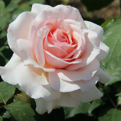 Саджанці троянд Роберто Капуччи (привитий) - 2-річний Чернівці - фото 1