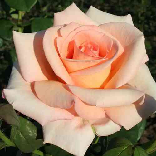 Саженцы роз Эмми (привитый) - 2-летний Черновцы