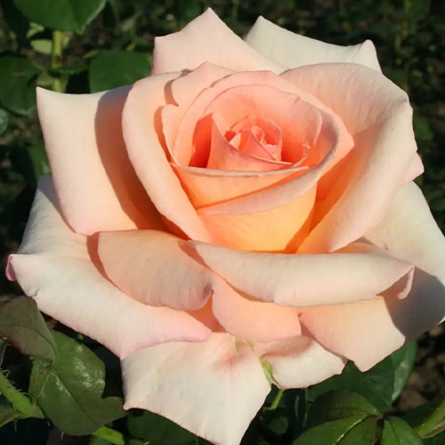 Саженцы роз Эмми (привитый) - 2-летний Черновцы - изображение 1